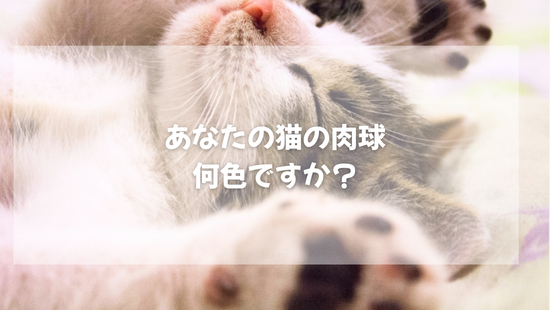 あなたの猫の肉球、  何色ですか？知ってびっくり【獣医師がやさしく解説】