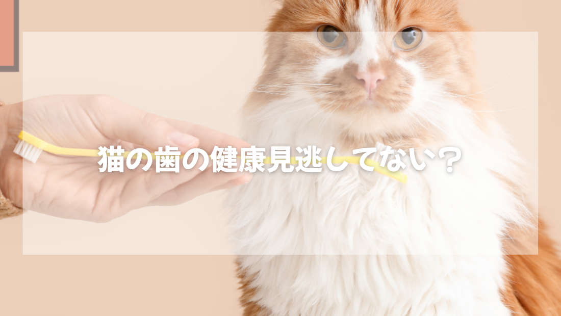 猫の歯の健康 見逃してない？【獣医師がやさしく解説】