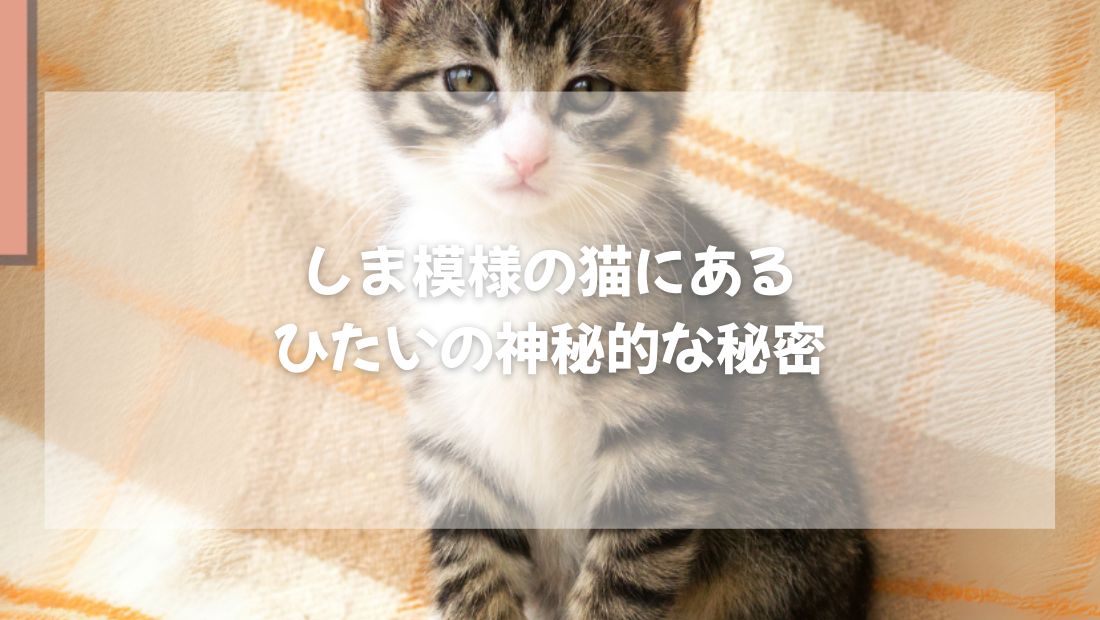 しま模様の猫にある  ひたいの神秘的な秘密【獣医師がやさしく解説】
