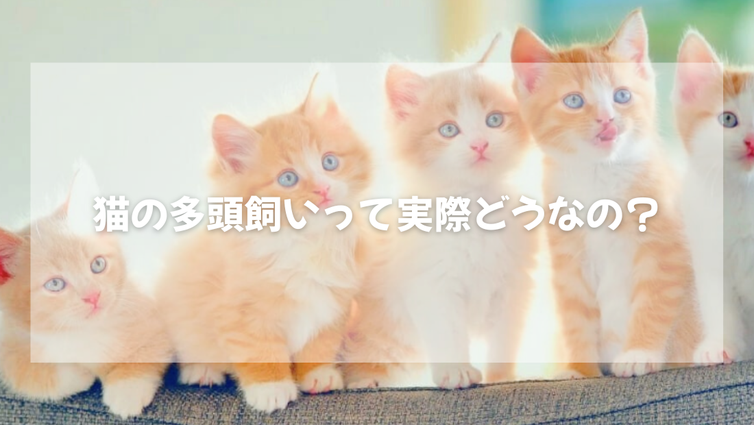 猫の多頭飼いって実際どうなの？【獣医師がやさしく解説】