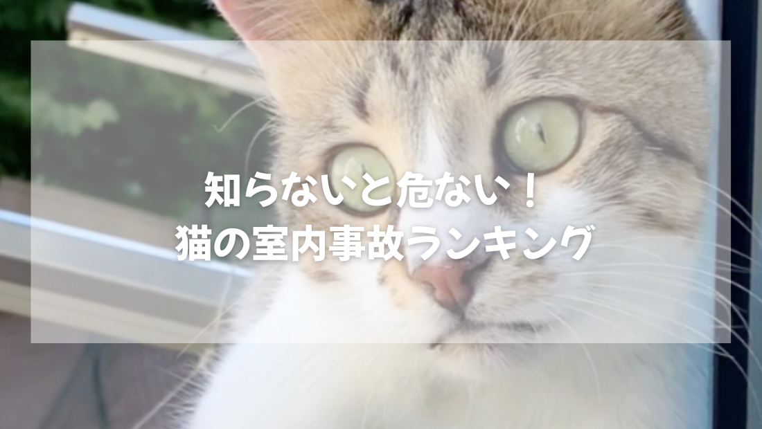 知らないと危ない！  猫の室内事故ランキング【獣医師がやさしく解説】