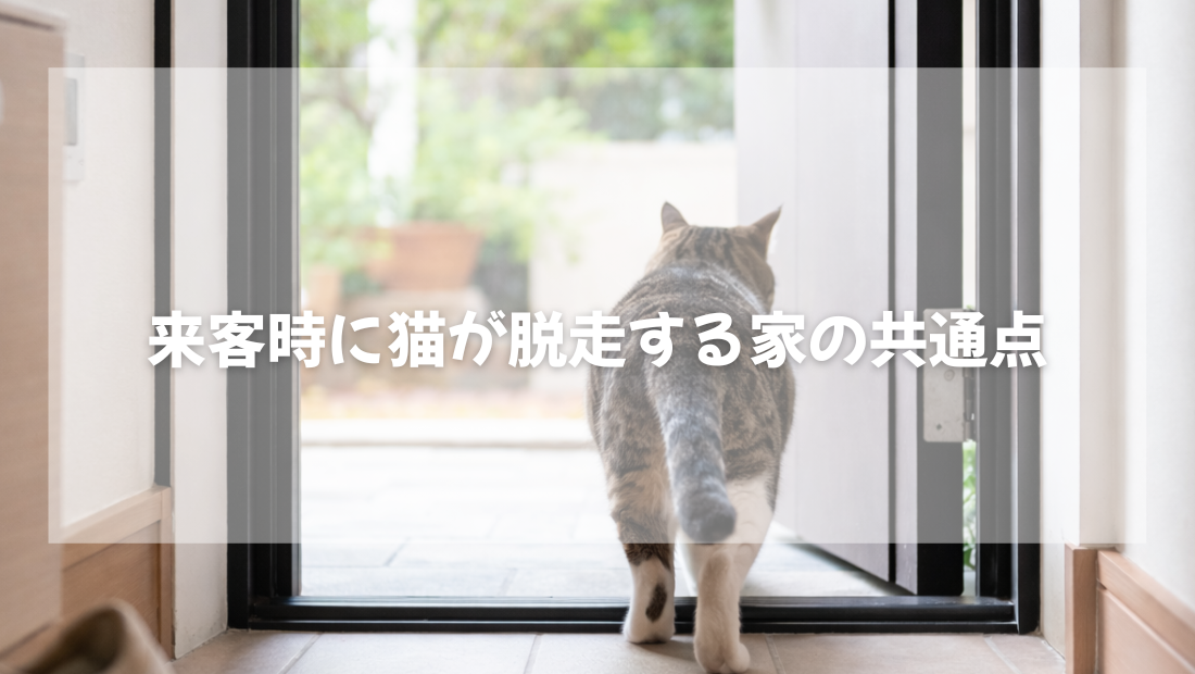 来客時に猫が脱走する家の共通点【獣医師がやさしく解説】