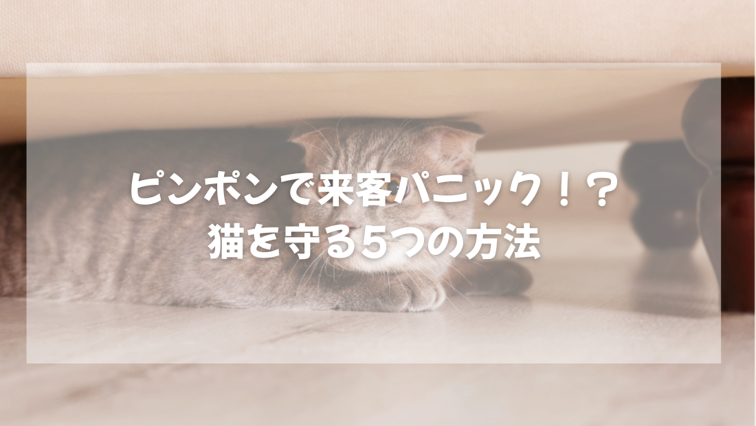 ピンポンで来客パニック！？  猫を守る5つの方法【獣医師によりやさしく解説】