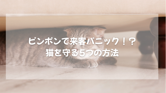 ピンポンで来客パニック！？  猫を守る5つの方法【獣医師によりやさしく解説】