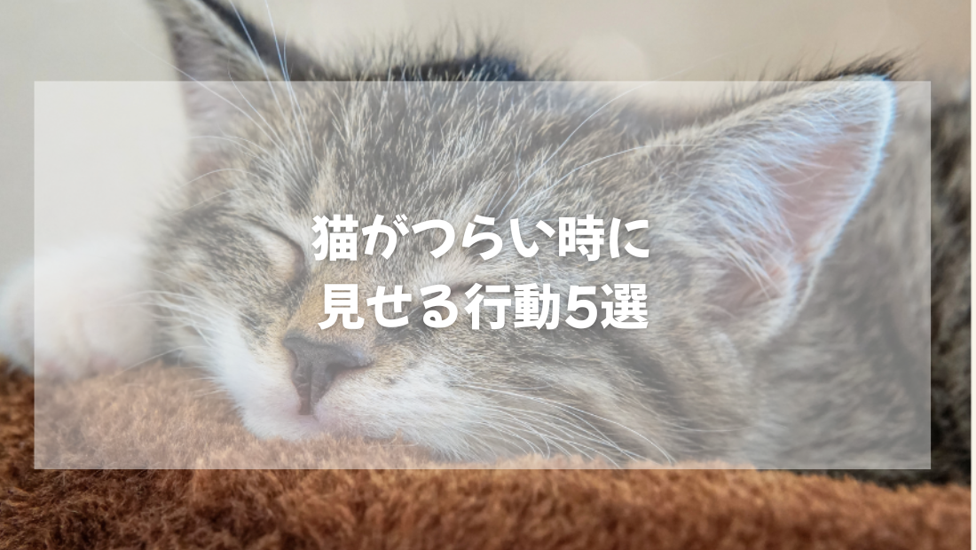 猫がつらい時に  見せる行動5選　【獣医師がやさしく解説】