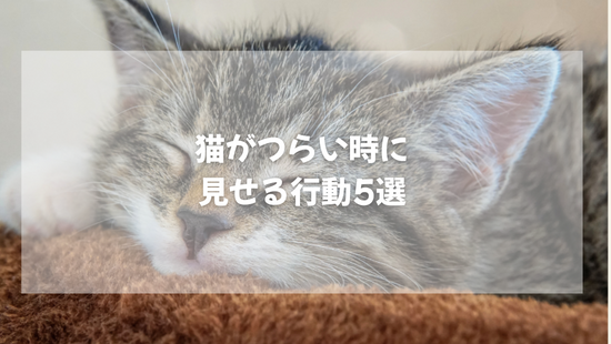 猫がつらい時に  見せる行動5選　【獣医師がやさしく解説】
