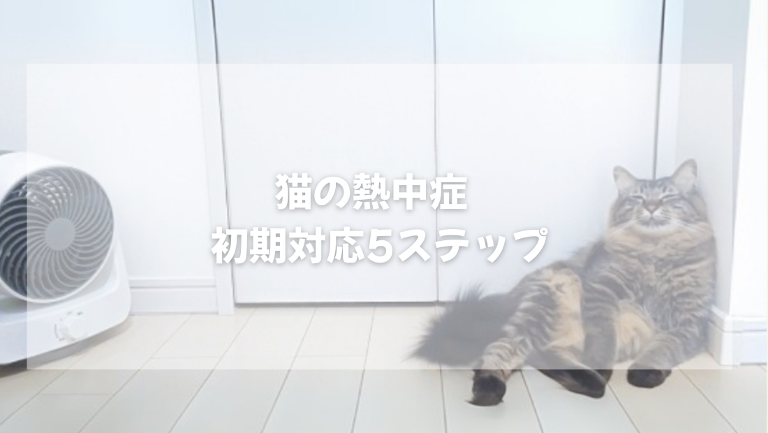猫の熱中症  初期対応5ステップ　【獣医師とやさしく解説】