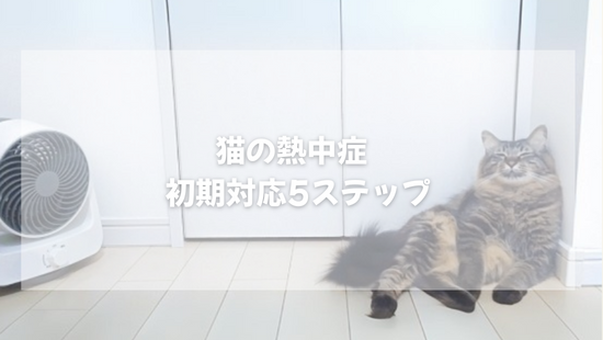 猫の熱中症  初期対応5ステップ　【獣医師とやさしく解説】