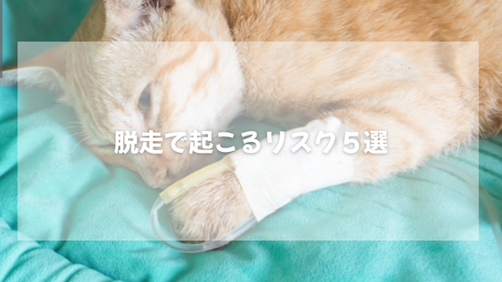 猫の脱走で起こるリスク５選　【獣医師がやさしく解説】
