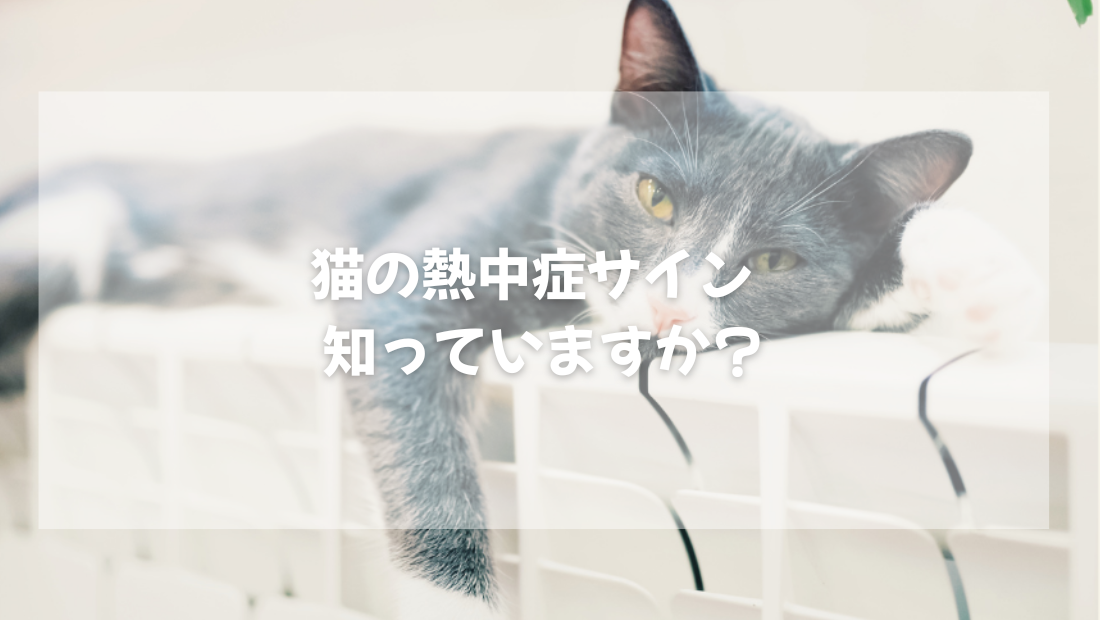 猫の熱中症サイン  知っていますか？【獣医師がやさしく解説】
