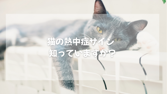 猫の熱中症サイン  知っていますか？【獣医師がやさしく解説】