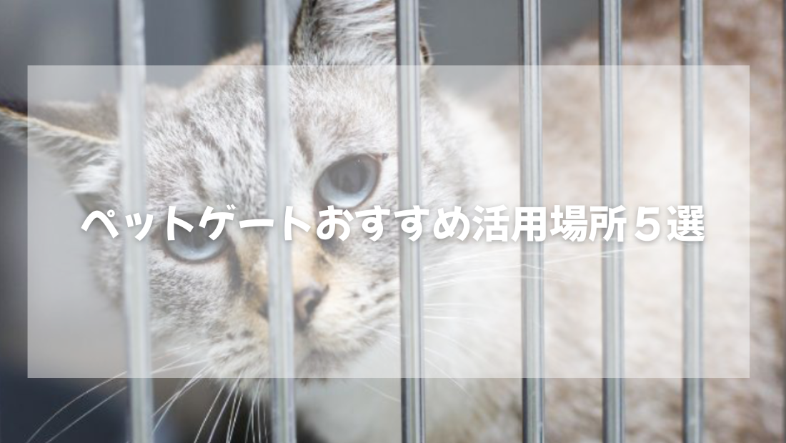 猫のペットゲートおすすめ活用場所５選【獣医師がやさしく解説】