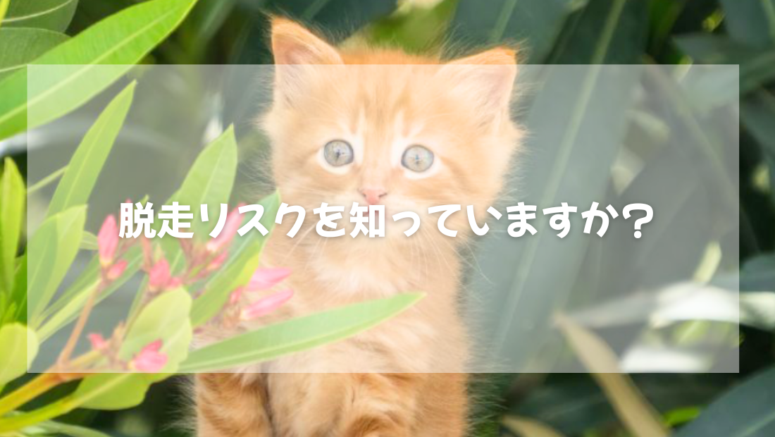 猫の脱走リスクを知っていますか？【獣医師がやさしく解説】