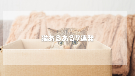 猫あるある7連発【獣医師がやさしく解説】