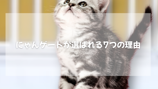 にゃんゲートが選ばれる7つの理由【獣医師がやさしく解説】