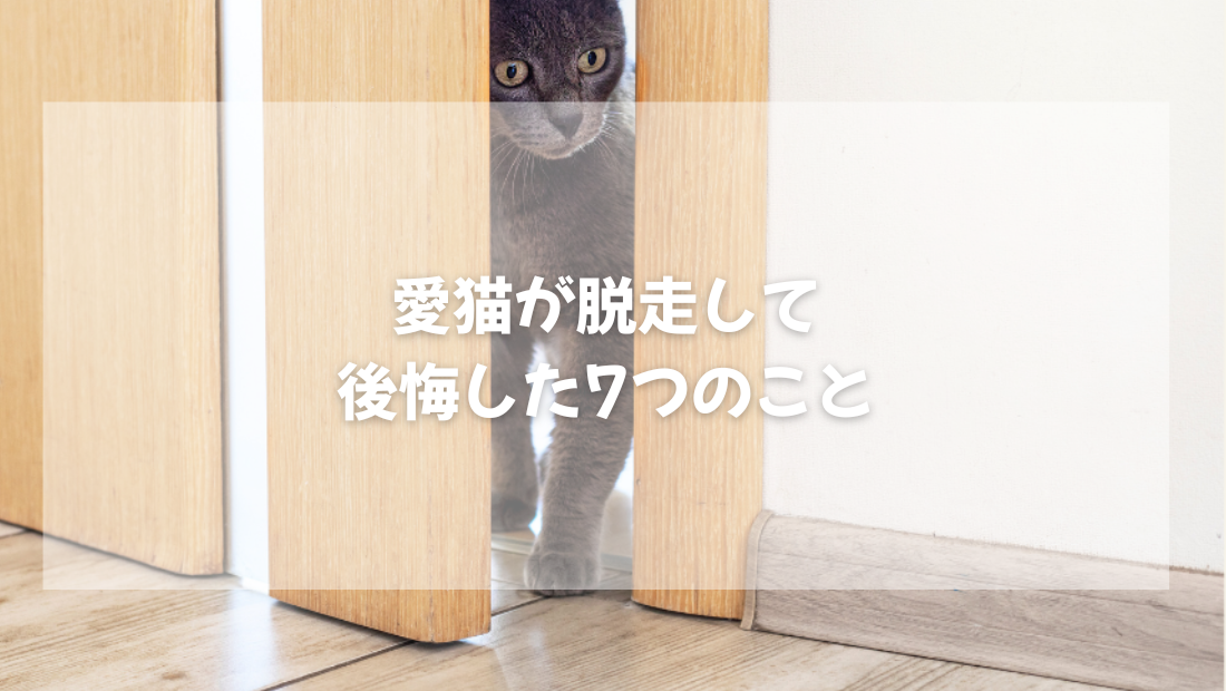 愛猫が脱走して 後悔した7つのこと【獣医師がやさしく解説】