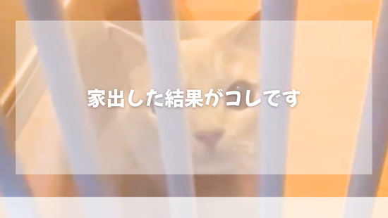 家出した結果がコレです　【獣医師がやさしく解説】