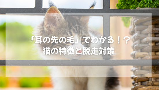「耳の先の毛」でわかる！？ 猫の特徴と脱走対策【獣医師がやさしく解説】