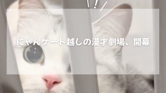 安全の裏側【獣医師がやさしく解説】