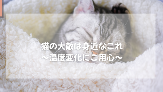 猫の大敵は身近なこれ  ～温度変化にご用心～ 【獣医師がやさしく解説】