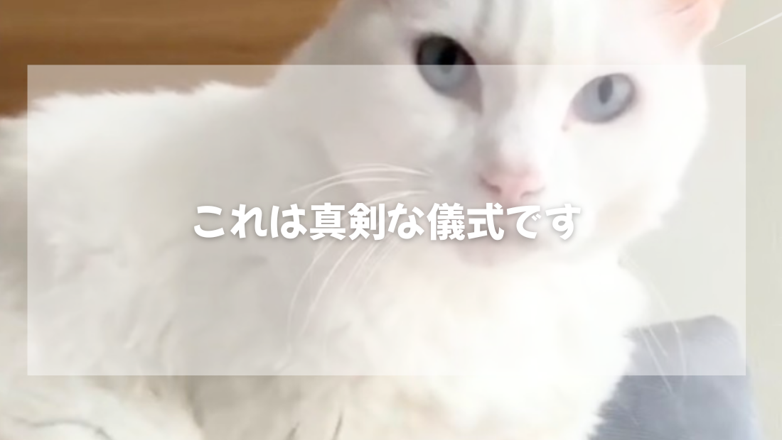ふみふみの儀：これは真剣な儀式です【獣医師がやさしく解説】