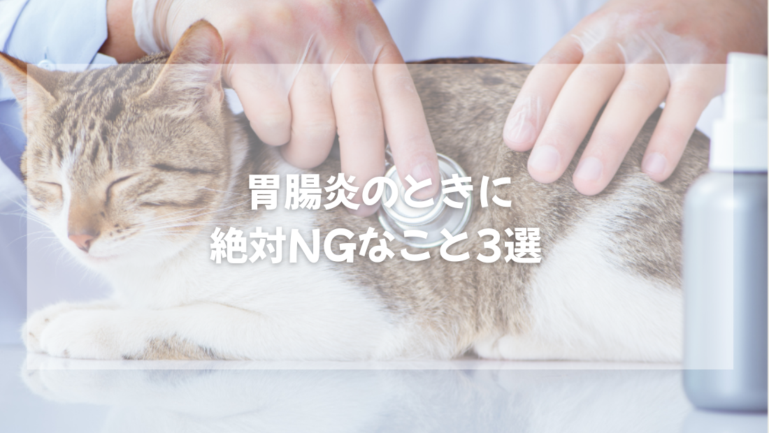 猫が胃腸炎のときに絶対NGなこと3選【獣医師がやさしく解説】