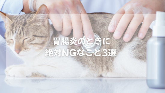 猫が胃腸炎のときに絶対NGなこと3選【獣医師がやさしく解説】