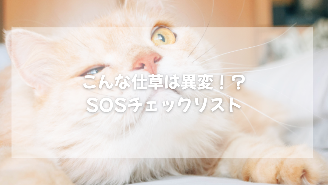 こんな猫の仕草は異変！？ SOSチェックリスト【獣医師かやさしく解説】