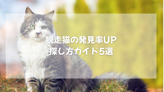 脱走猫の発見率UP  探し方ガイド5選【獣医師がやさしく解説】