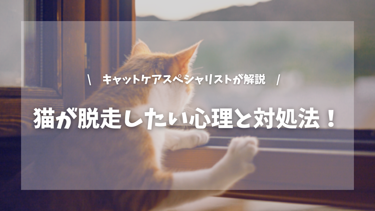 猫が脱走したがる心理と対処法！【キャットケアスペシャリストが解説！】