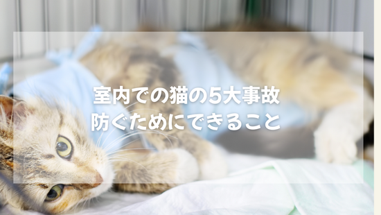室内での猫の5大事故 防ぐためにできること【獣医師が優しく解説】