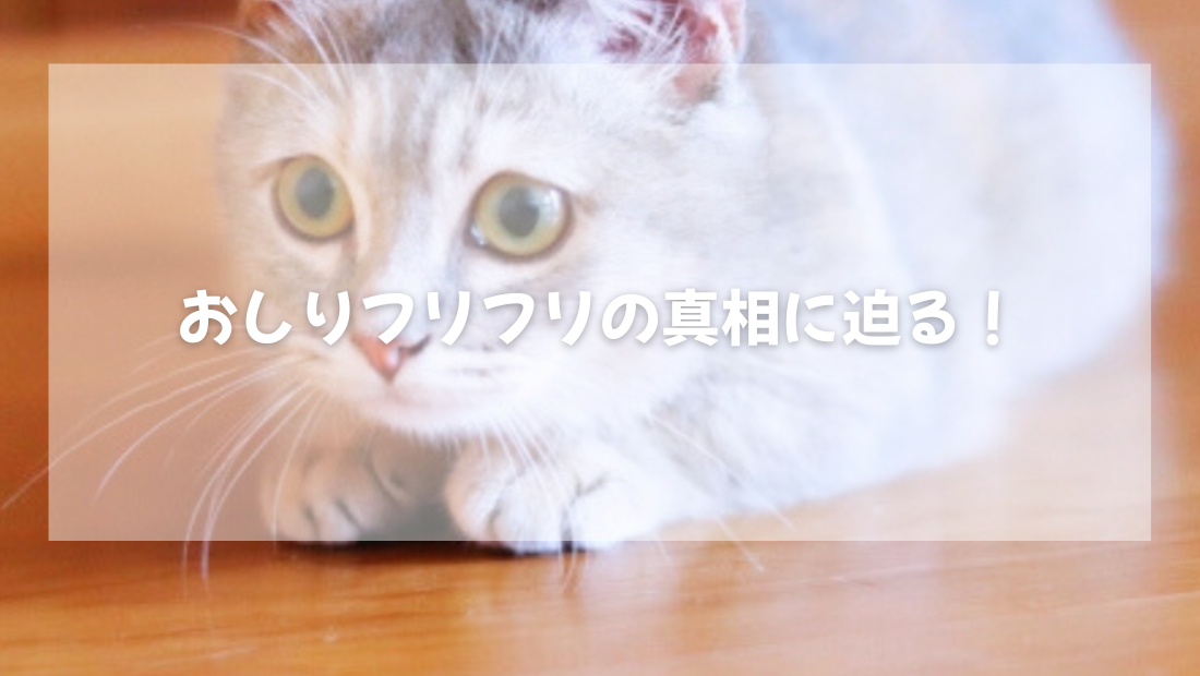 おしりフリフリの真相に迫る！【獣医師がやさしく解説】