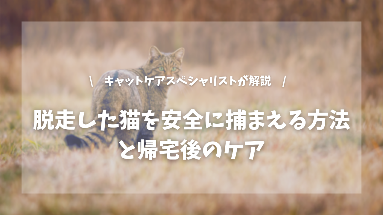 脱走した猫は近づいただけで逃げる？安全な捕まえ方と帰宅後のケア【キャットケアスペシャリストが解説！】