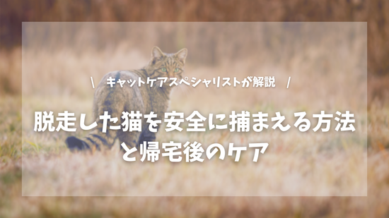 脱走した猫は近づいただけで逃げる？安全な捕まえ方と帰宅後のケア【キャットケアスペシャリストが解説！】