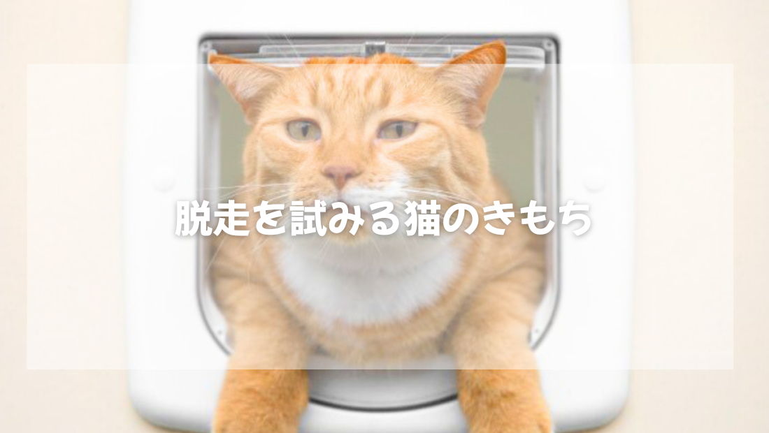 脱走を試みる猫のきもち　【獣医師がやさしく解説】