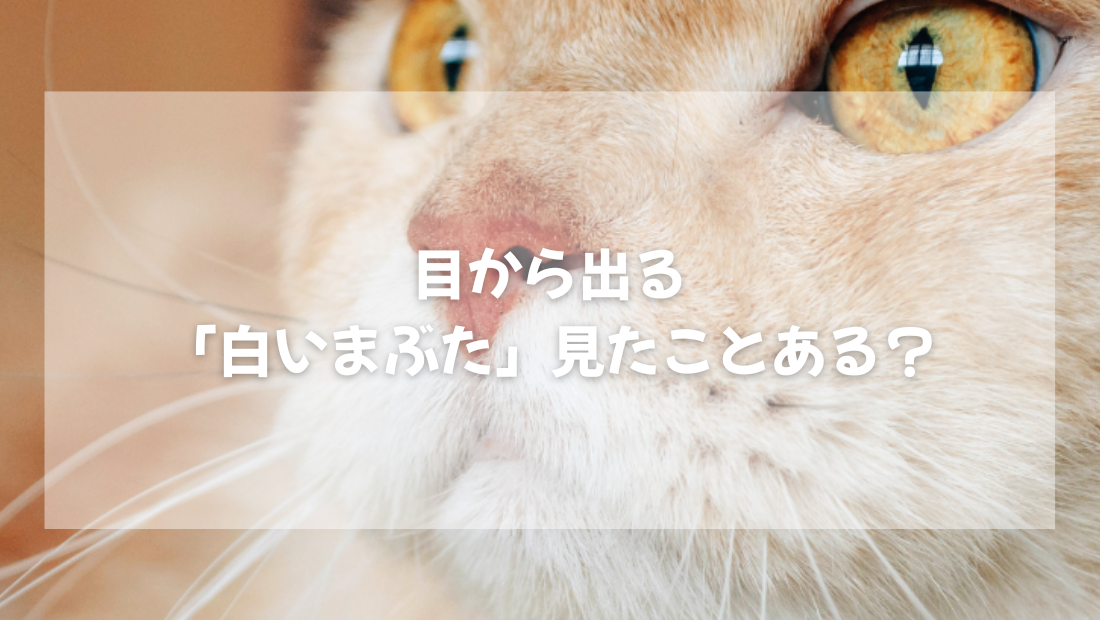 目から出る「白いまぶた」 見たことある？【獣医師が優しく解説】