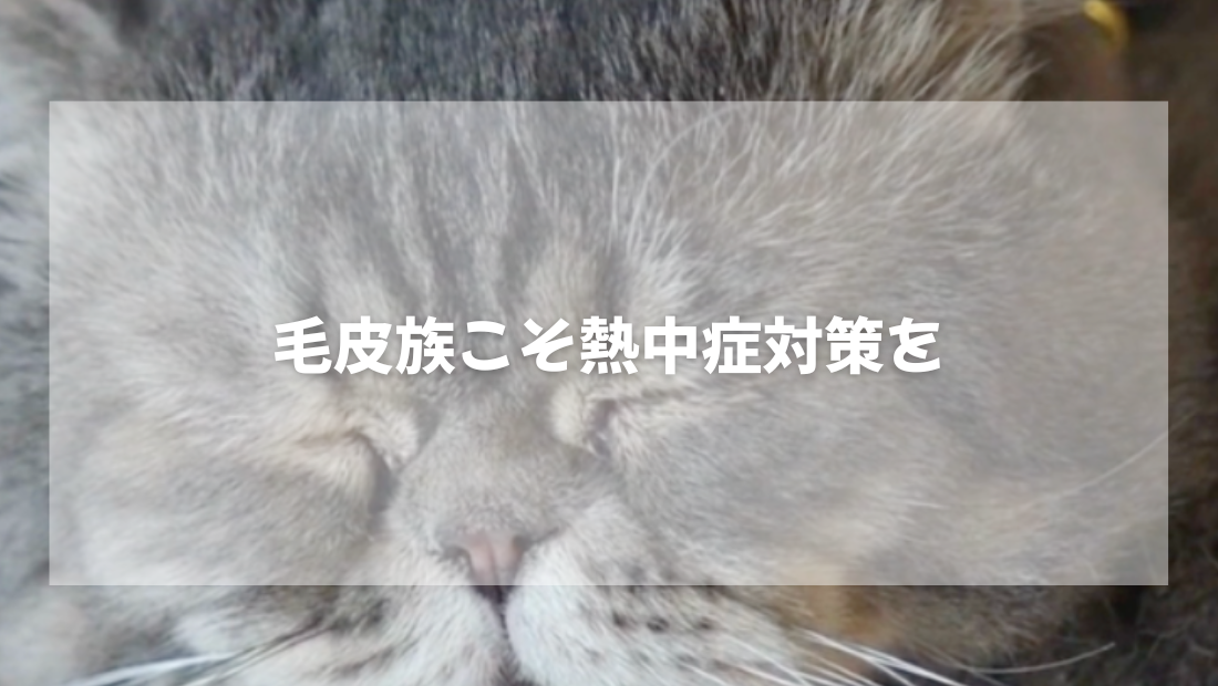 毛皮族こそ熱中症対策を【獣医師がやさしく解説】