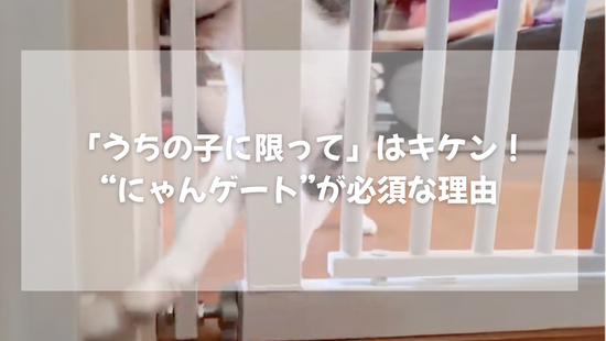 「うちの子に限って」はキケン！  “にゃんゲート”が必須な理由　【獣医師がやさしく解説】