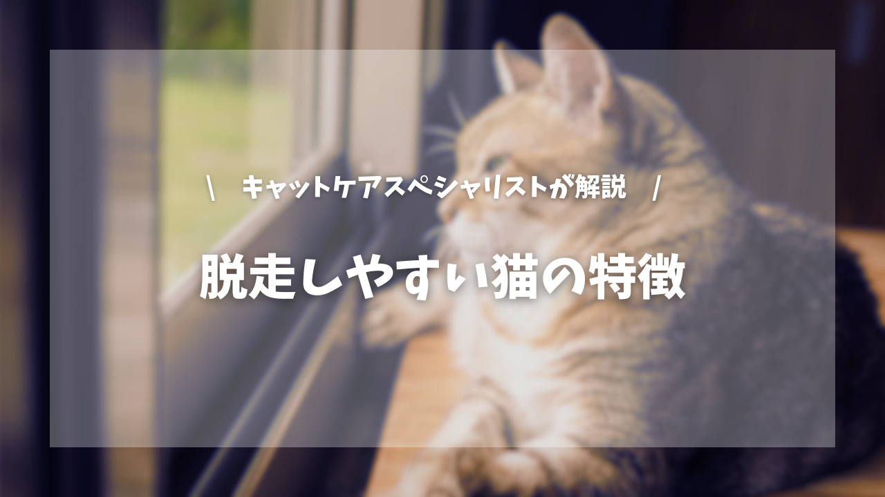 脱走しやすい猫の特徴【キャットケアスペシャリストが解説！】