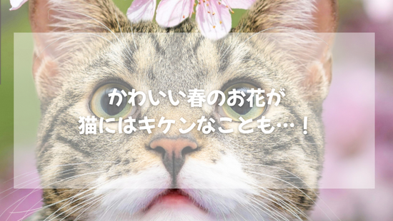 かわいい春のお花が  猫にはキケンなことも…！【獣医師がやさしく解説】