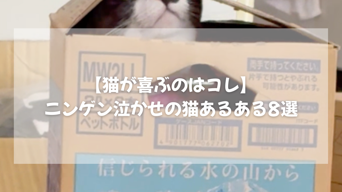 ニンゲン泣かせの 猫あるある8選【獣医師がやさしく解説】