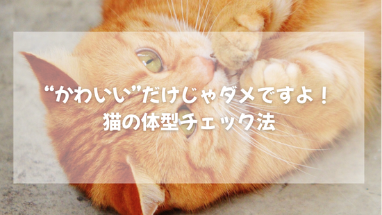 かわいい”だけじゃダメですよ！  猫の体型チェック法【獣医師がやさしく解説】