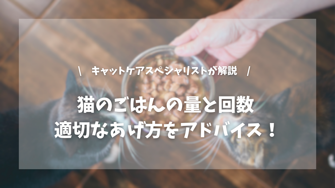 猫のごはんの量と回数 適切なあげ方をアドバイス【キャットケアスペシャリストが解説！】