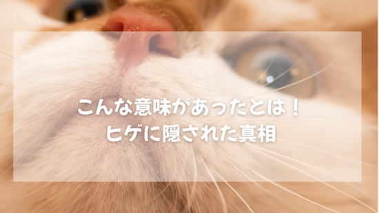 こんな意味があったとは！ 猫のヒゲに隠された真相【獣医師がやさしく解説】